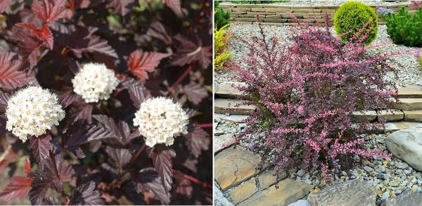 Пузыреплодник Diabolo и барбарис Pink Queen на спокойном серо-голубом фоне будут выглядеть очень дружно