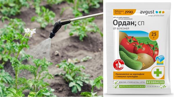 Při prvních příznacích plísně pozdní by měla být provedena léčba