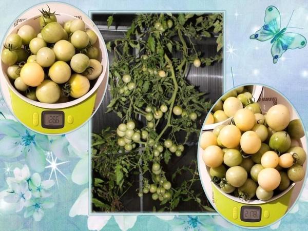 Сбор урожая 6 октября. Фото Светланы Зениной (SvetlanaZenina)