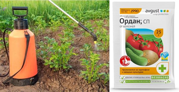 Ордан первый раз используют профилактически до смыкания ботвы