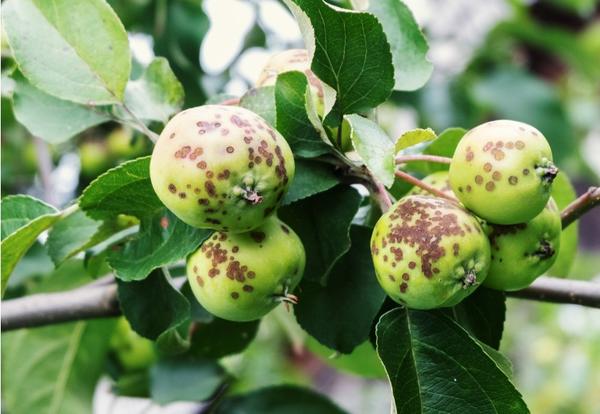 5 опасных болезней яблонь. Как защитить деревья и сохранить урожай