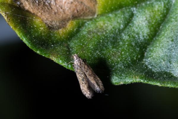 Маленькие размеры и малозаметная окраска, активность в сумерках и отсутствие контакта между гусеницами, а также окукливание в почве затрудняют борьбу с минирующей молью