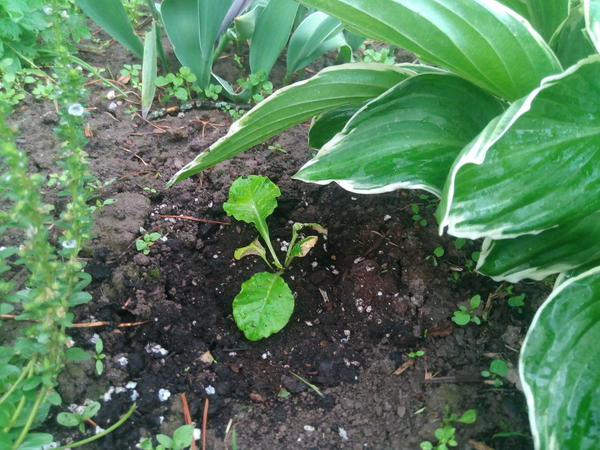 Примула спустя неделю после высадки