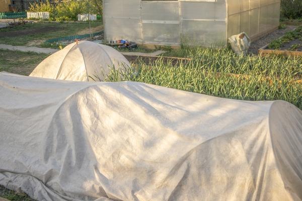 Посадки можно укрыть белым нетканым материалом на дугах