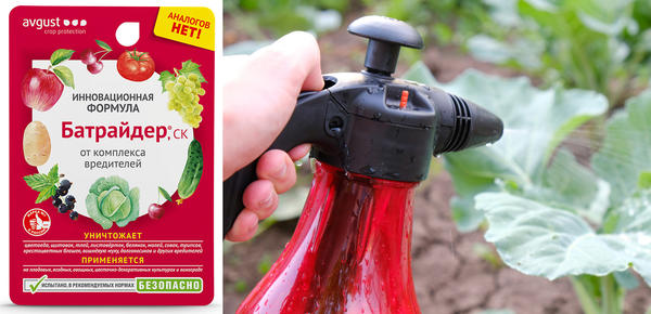 Против крестоцветной блошки на капусте достаточно одной обработки препаратом Батрайдер