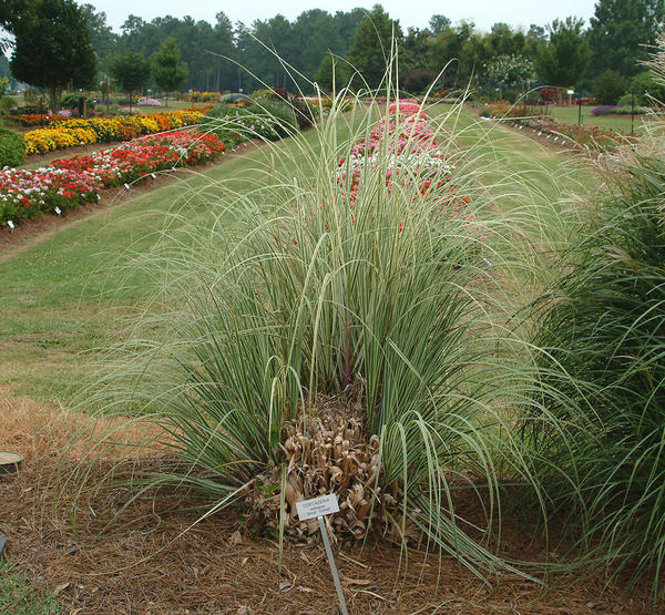 Cortaderia Sello 