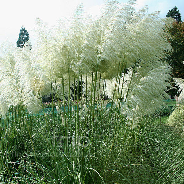 Cortaderia Sello Monstrosa. Fotografie z findmeplants.co.uk