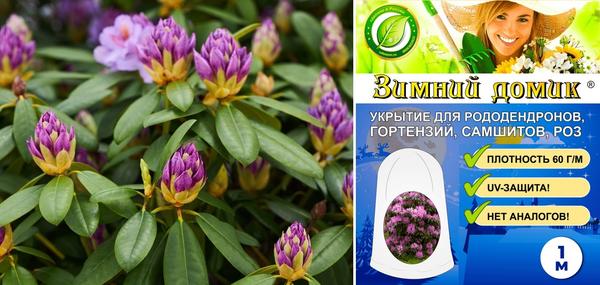 Зимний домик поможет рододендрону успешно перезимовать