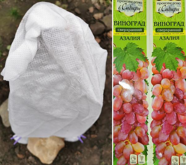 Укрытие готово, материал зафиксирован. Будем ждать виноград, который обещает производитель
