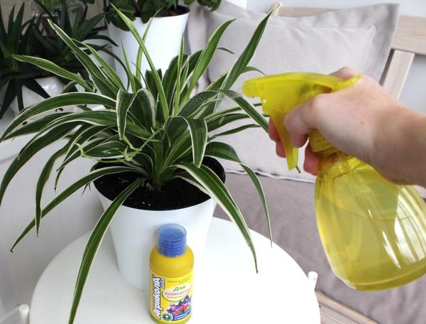 Опрыскивание раствором препарата (5 мл на 1 воды) проводят 1 раз в 10-14 дней