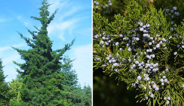 Juniperus virginica Canaertii. Foto z praskac.at