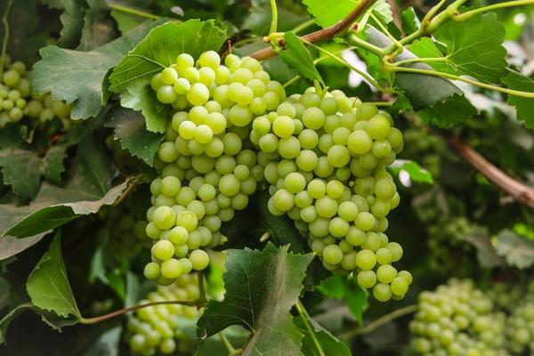 Сорта винограда, устойчивые к болезням: какие — самые беспроблемные?