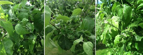 Судя по повреждениям листвы, яблоня нуждается в обработке. И медлить с этим не стоит