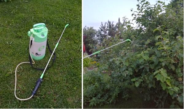 Заливаю рабочий раствор в опрыскиватель и тщательно обрабатываю все дерево