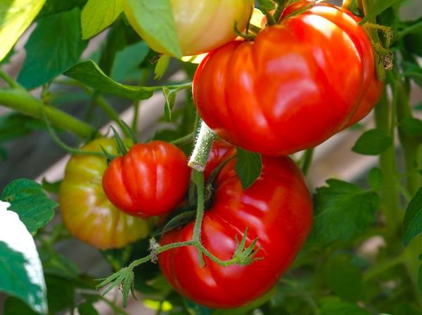 Выбираем томаты, которые стоит посадить в следующем году