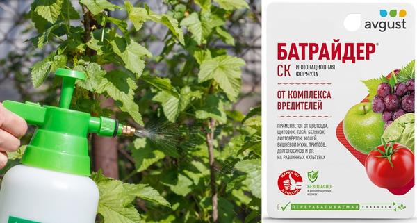 Батрайдер избавит черную смородину от тли и листоверток, пригодится для защиты других плодово-ягодных, овощных и декоративных культур