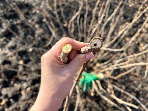 Стеклянница в основании побега