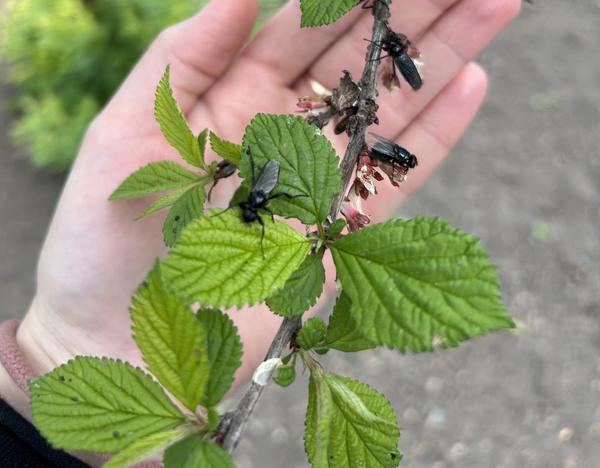 Толстоножка весенняя, или муха апрельская