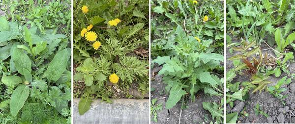 На участке есть все: от окопника до поросли сумаха