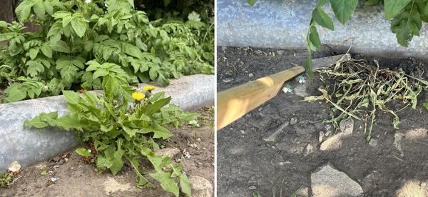 Одиночный одуванчик засох быстрее, чем те, которые растут куртиной