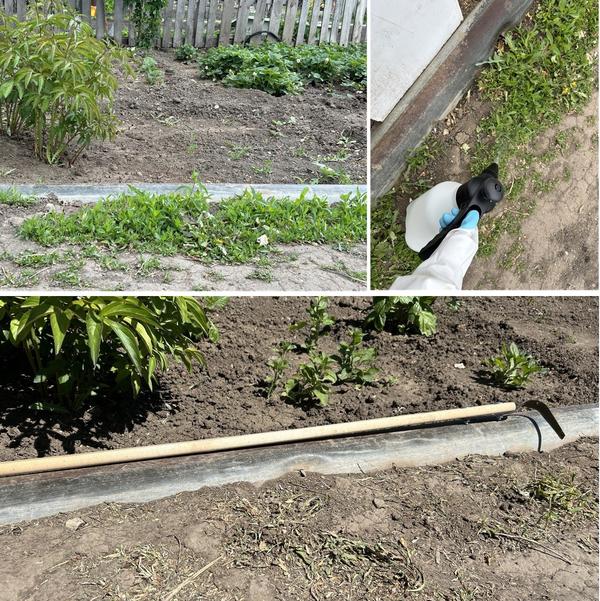 Спорыш на дорожках высыхает целиком