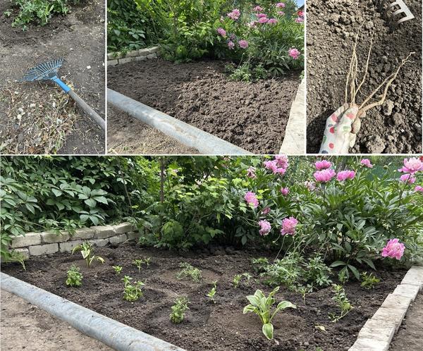 Быстро перекапываем, ровняем и сажаем