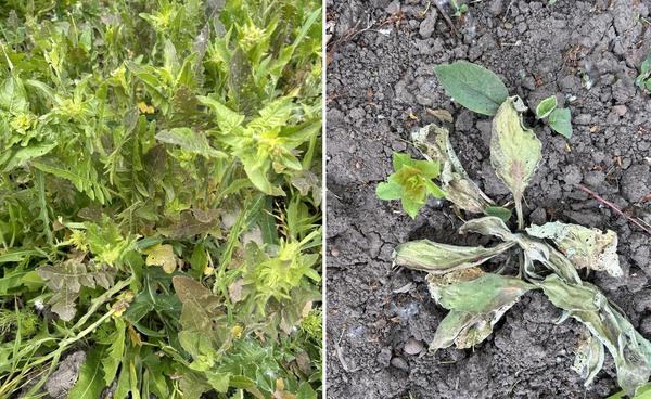 Сорняки, которые были обработаны Чистогрядом, изменяют окраску, увядают и усыхают. Но новая поросль выходит из земли неповрежденной, ее можно обработать точечно заново