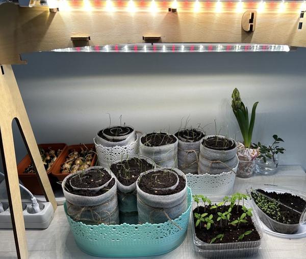 Досвечивание включаем с момента появления первых петелек. Пакеты можно убрать, но до появления полных всходов поддерживаем температуру не ниже +25C