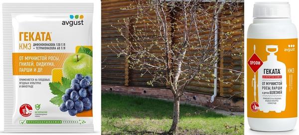 «Геката» защитит яблони от болезней. Препарат также продается в упаковке для малых фермерств – объемом 500 мл. Реклама. АО Фирма «Август». ИНН: 5046001101 ERID: 2SDnjf1Guoo