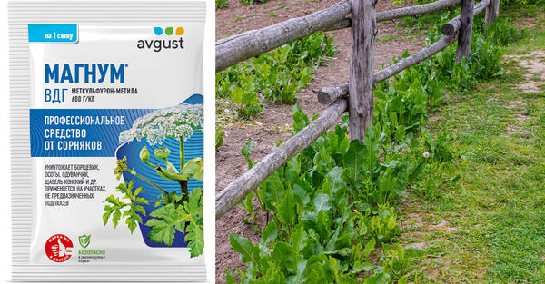 Уже через несколько часов после обработки сорняков происходит прекращение ростовых процессов