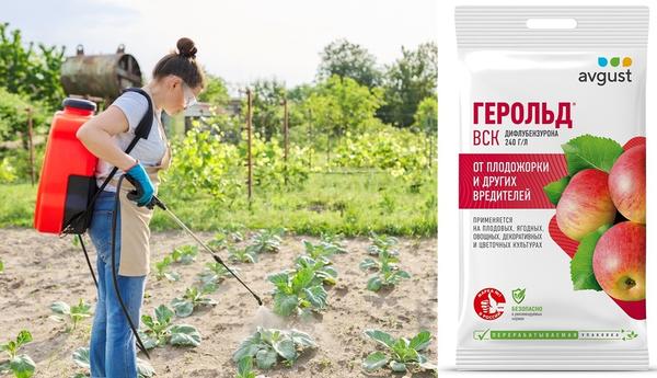 Герольдом можно опрыскивать капусту профилактически
