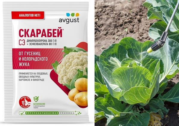 Скарабей защитит капусту от вредителей
