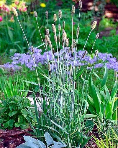 Лисохвост тростниковый. Фото: © ЭДСР, flower.onego.ru