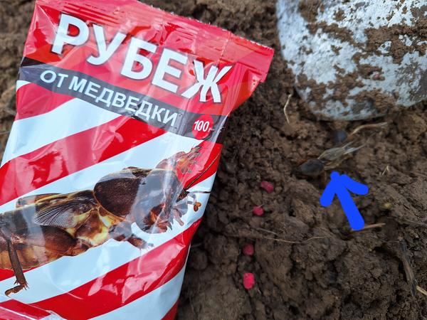 Медведка побеждена