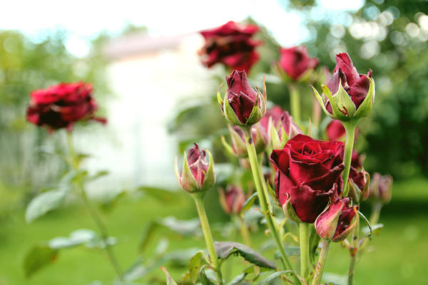 При правильном уходе в финале сезона в следующем году розы будут усыпаны цветками