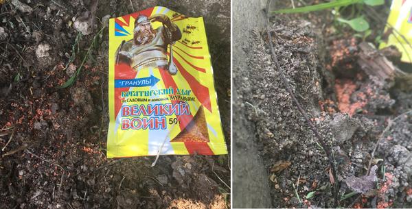 Муравейники на меже вдоль участка от души посыпала гранулами Великого воина