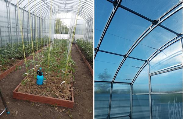 Система подвязки томатов в теплице. Фото Марии Рожковой (RozhokMarusia)