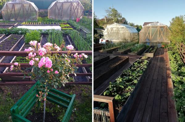 Огород без сорняков. Фото Наталии (NataliP)