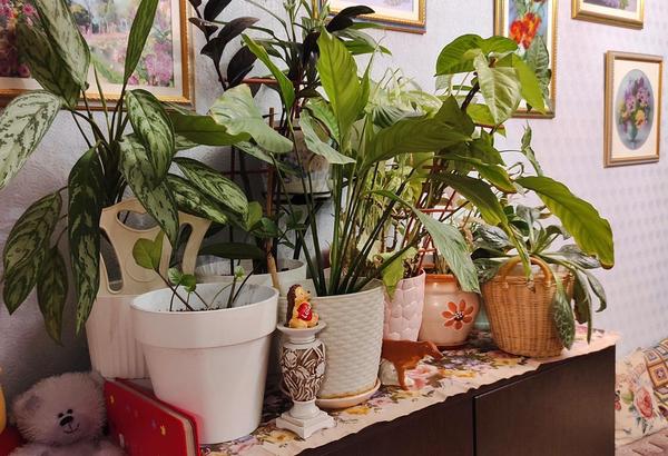 При правильной поддержке комнатные растения зимой остаются здоровыми и бодрыми