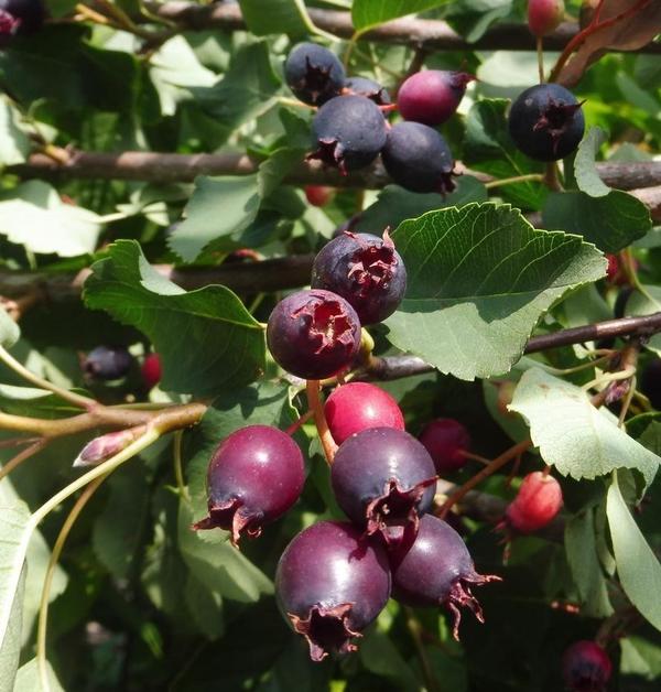 Ирга ольхолистная Звездная ночь. Фото Натальи из Гаврилова Посада (28101959NaTa)