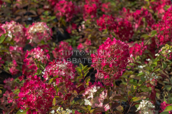 Гортензия метельчатая Diamant Rouge. Фото с сайта drevo-spas.ru