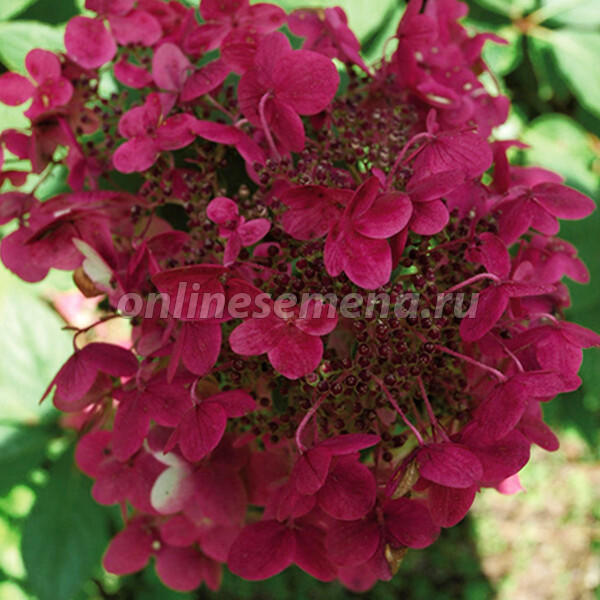 Гортензия метельчатая Wim s Red. Фото с сайта onlinesemena.ru