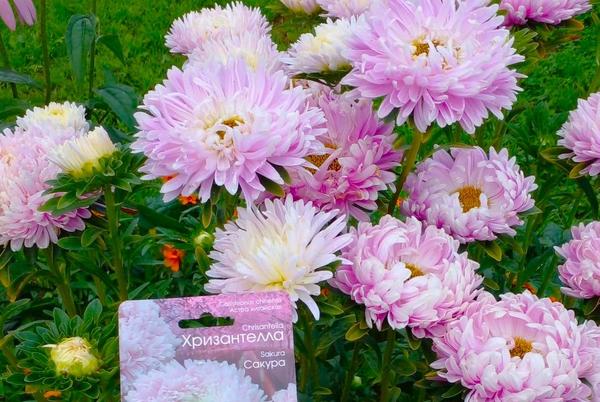 Куст хризантеллы - это целый букет крупных цветков на крепких цветоносах. Фото Натальи (NatashaNovikova)