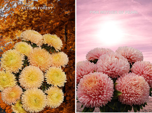 Слева: Autumn Forest. Справа: Pink Mother-of- Pearl. Фото с сайта satimex.de
