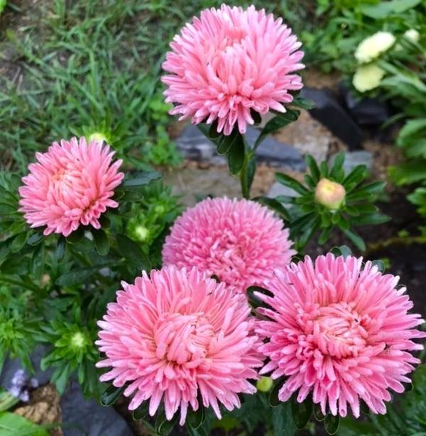 Хризантелла ,выращенная через рассаду. Фото Ольги (OlgaKosh931)