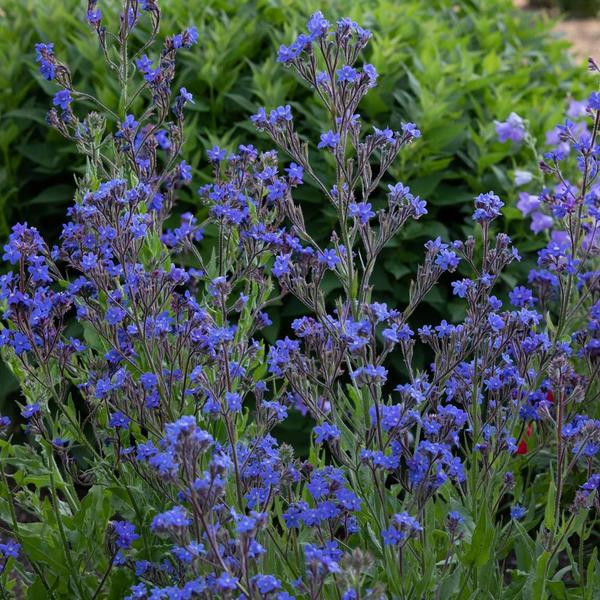 Анхуза голубая Dropmore. Фото с сайта whiteflowerfarm.com