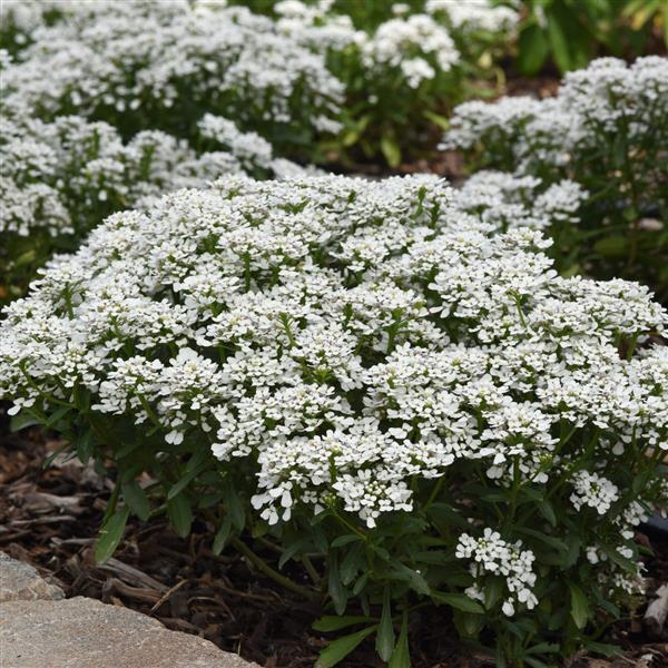 Иберис вечнозеленый Snowdrift. Фото с сайта ballseed.com