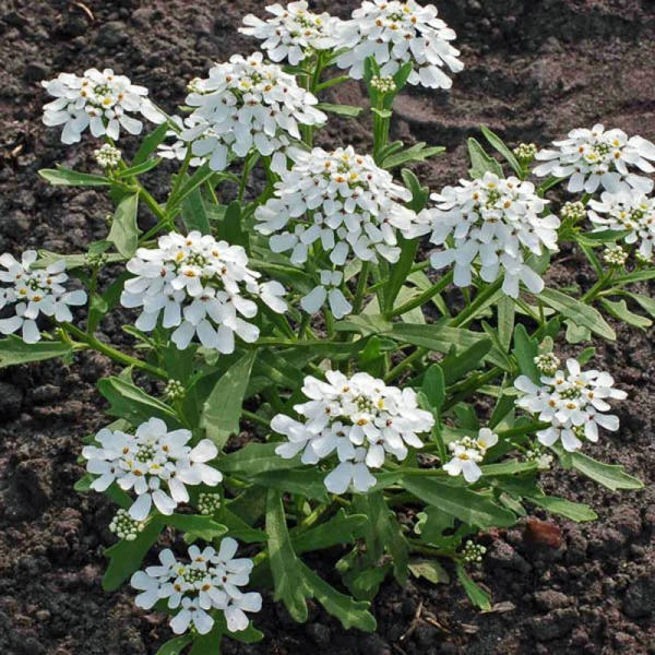 Иберис горький Iceberg. Фото с сайта australianseed.com