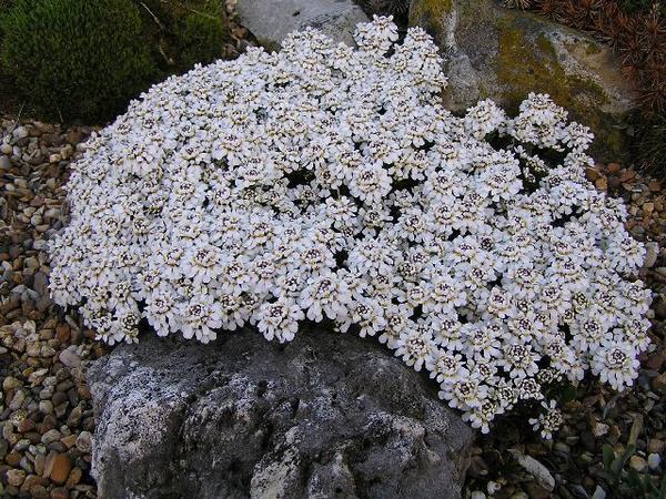 Иберис Пруита. Фото с сайта encyclopaedia.alpinegardensociety.net