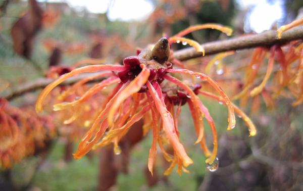 Гамамелис промежуточный Jelena. Фото автора